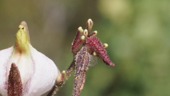 Cordylanthus nevinii