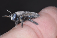 Xylocopa splendidula