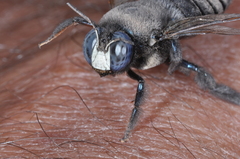 Xylocopa splendidula