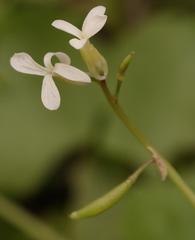 Chamira circaeoides