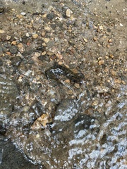 Desmognathus amphileucus