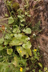 Chamira circaeoides
