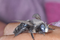 Xylocopa splendidula