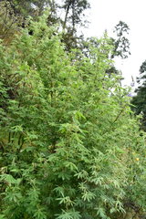 Lupinus elegans