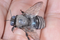 Xylocopa splendidula