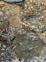 Desmognathus amphileucus