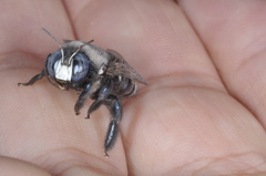 Xylocopa splendidula