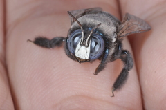 Xylocopa splendidula