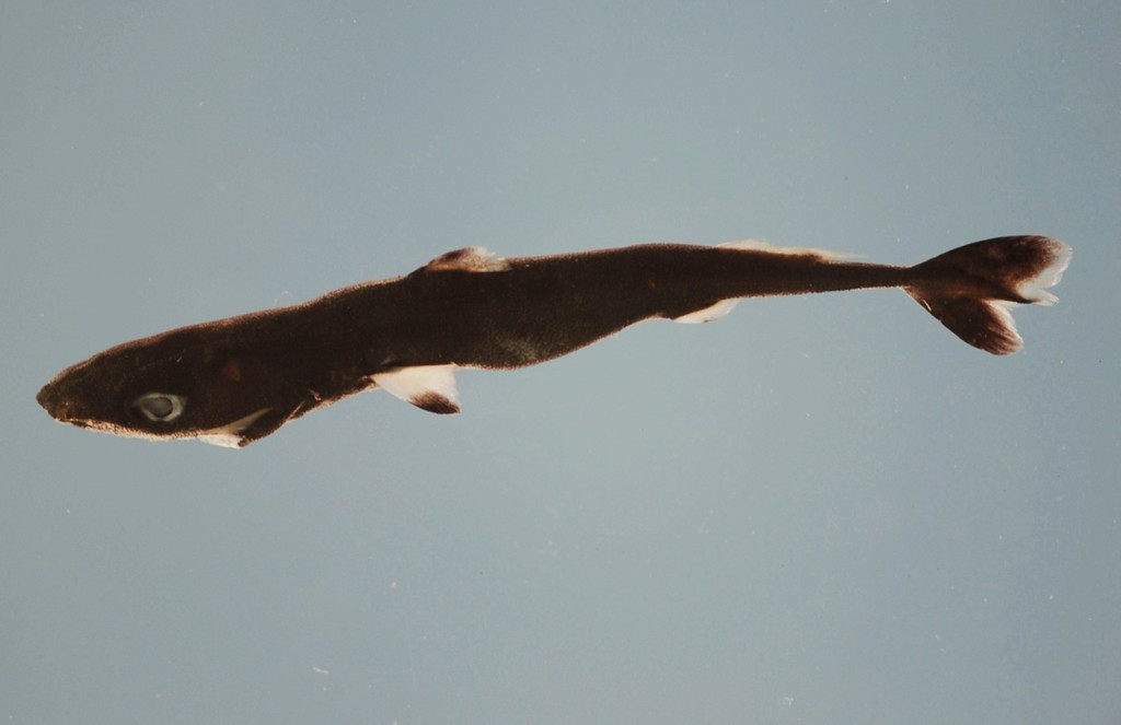 Spined Pygmy Shark