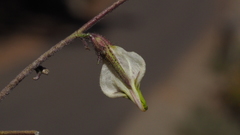 Cordylanthus nevinii