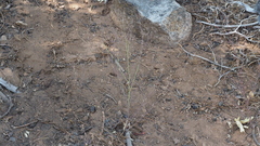 Cordylanthus nevinii