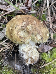 Tricholoma intermedium
