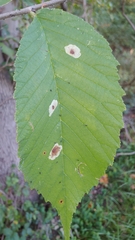 Cameraria ulmella