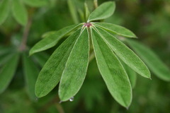 Lupinus elegans