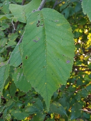 Cameraria ulmella
