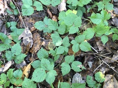 Rubus aboriginum