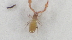Iocheirata