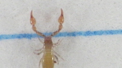 Iocheirata