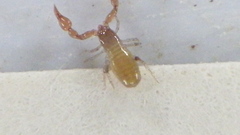 Iocheirata