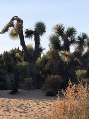 Yucca brevifolia