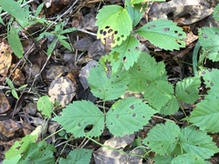 Rubus aboriginum