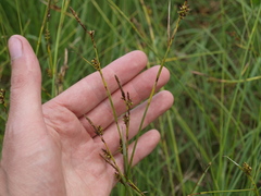 Carex hostiana