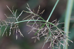 Cyperus distans