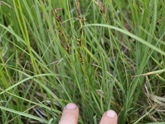 Carex hostiana