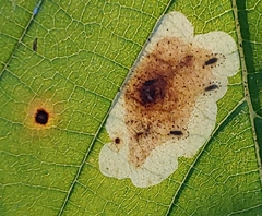 Cameraria ulmella