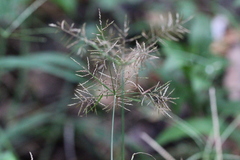 Cyperus distans