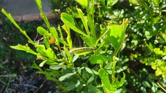 Uresiphita ornithopteralis