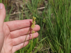 Triglochin palustris