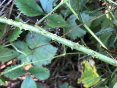 Rubus aboriginum