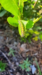 Uresiphita ornithopteralis