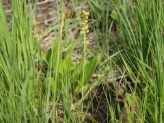 Triglochin palustris
