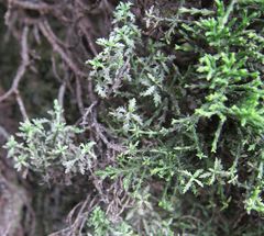 Veronica cupressoides