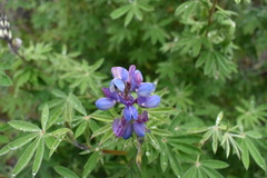 Lupinus elegans