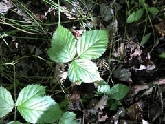 Rubus meracus