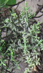 Veronica cupressoides