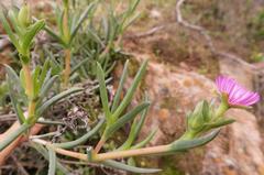 Ruschia diversifolia