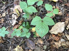 Rubus meracus