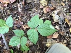 Rubus meracus
