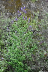 Lupinus elegans