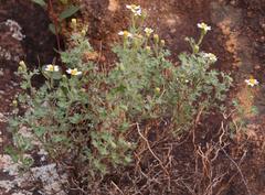 Senecio tortuosus