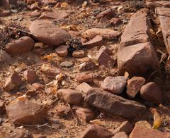 Strumaria unguiculata