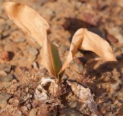 Strumaria unguiculata
