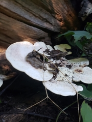 Trametes elegans