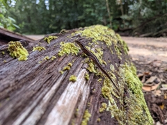 Saproscincus basiliscus