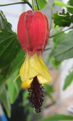 Callianthe megapotamica
