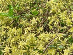 Clematis foetida
